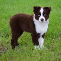 Bear, a male Miniature Australian Shepherd for sale in Evant, TX – Photo 1 of 4
