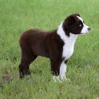 Bear, a male Miniature Australian Shepherd for sale in Evant, TX – Photo 3 of 4