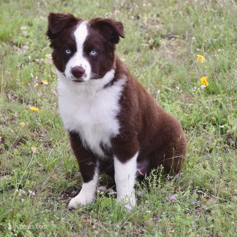 Bear – Miniature Australian Shepherd puppy for sale in Evant, TX