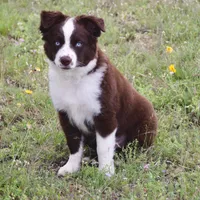 Bear, a male Miniature Australian Shepherd for sale in Evant, TX – Photo 2 of 4
