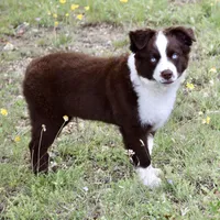 Bear, a male Miniature Australian Shepherd for sale in Evant, TX – Photo 4 of 4