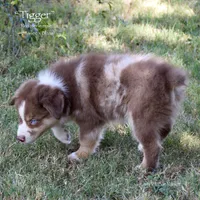 Tigger, a male Miniature Australian Shepherd for sale in Evant, TX – 4 of 10