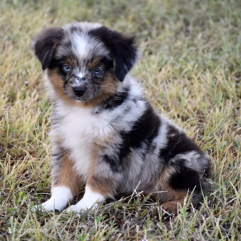 Chip – Toy Australian Shepherd puppy for sale in Evant, TX