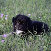 Gust, a male Miniature Australian Shepherd for sale in Evant, TX – Photo 3 of 3