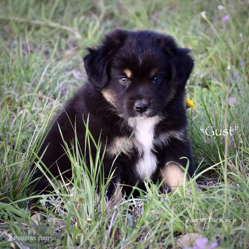 Gust – Miniature Australian Shepherd puppy for sale in Evant, TX