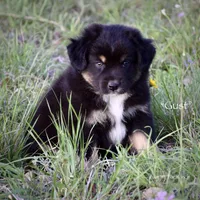 Gust, a male Miniature Australian Shepherd for sale in Evant, TX – Photo 1 of 3