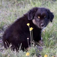 Gust, a male Miniature Australian Shepherd for sale in Evant, TX – Photo 2 of 3