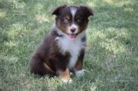 Flare, a male Miniature Australian Shepherd for sale in Evant, TX – 2 of 5