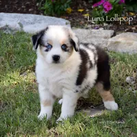 Luna Lollipop, a female Miniature Australian Shepherd for sale in Evant, TX – 2 of 6