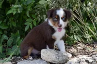 Bomb, a male Miniature Australian Shepherd for sale in Evant, TX – 2 of 9