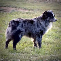 Sea Biscuit, a male Miniature Australian Shepherd for sale in Evant, TX – 5 of 5
