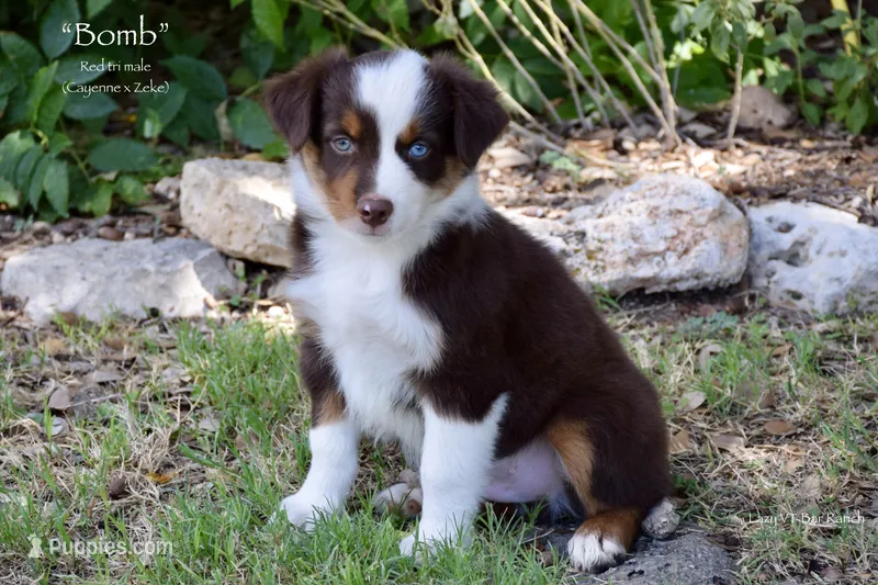 Bomb – Miniature Australian Shepherd puppy for sale in Evant, TX