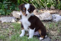 Bomb, a male Miniature Australian Shepherd for sale in Evant, TX – 1 of 9