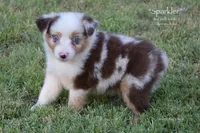 Sparkler, a female Miniature Australian Shepherd for sale in Evant, TX – 6 of 10