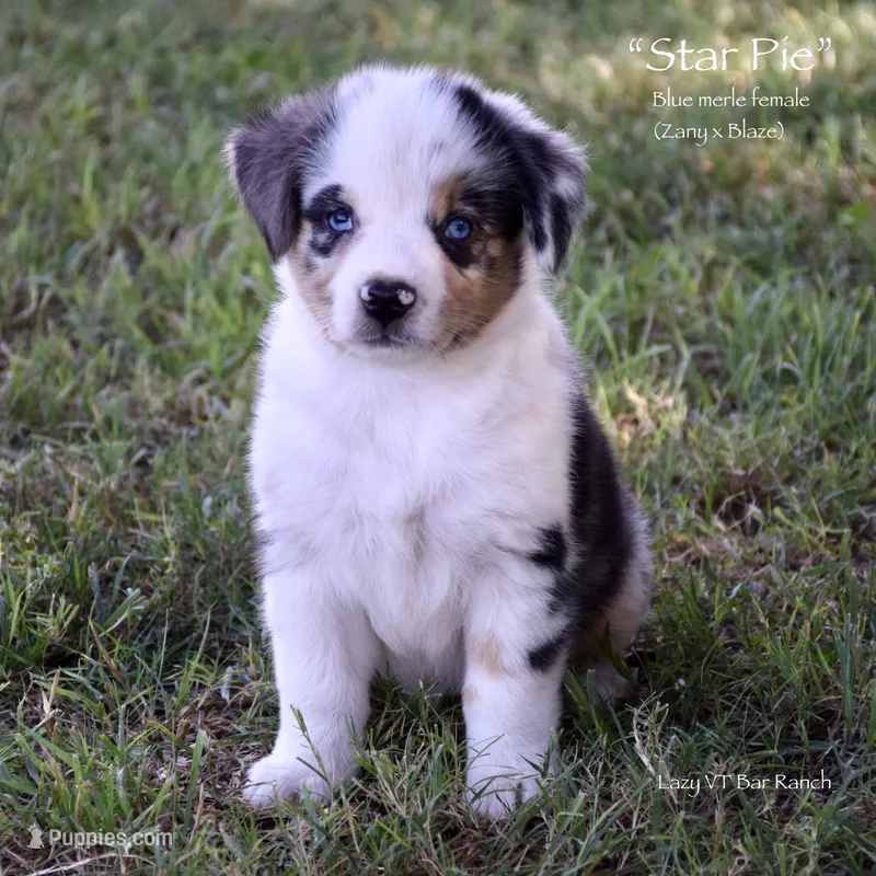 Star Pie – Miniature Australian Shepherd puppy for sale in Evant, TX