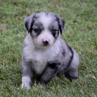 Bamboo Shrimp, a male Miniature Australian Shepherd for sale in Evant, TX – 4 of 7