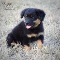 Bug, a male Toy Australian Shepherd for sale in Evant, TX – 3 of 9