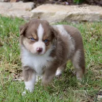 Tigger, a male Miniature Australian Shepherd for sale in Evant, TX – 2 of 5