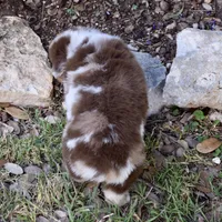 Roo, a female Miniature Australian Shepherd for sale in Evant, TX – 4 of 6