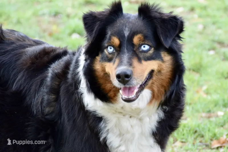 Riley – Miniature Australian Shepherd puppy for sale in Evant, TX