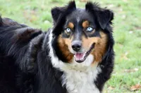 Riley, a female Miniature Australian Shepherd for sale in Evant, TX – 1 of 1