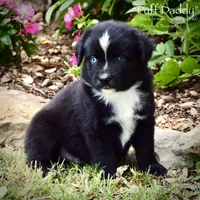Puff Daddy, a male Miniature Australian Shepherd for sale in Evant, TX – 5 of 7