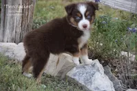 Firecracker, a female Miniature Australian Shepherd for sale in Evant, TX – 6 of 9