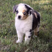 Star Pie, a female Miniature Australian Shepherd for sale in Evant, TX – 2 of 6