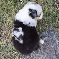 Luna Lollipop, a female Miniature Australian Shepherd for sale in Evant, TX – 4 of 6
