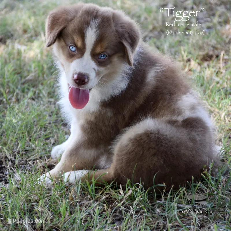 Tigger – Miniature Australian Shepherd puppy for sale in Evant, TX
