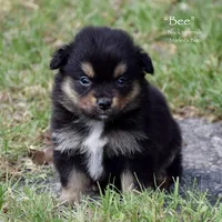 Bee, a female Miniature Australian Shepherd for sale in Evant, TX – 2 of 4