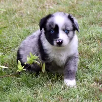 Fishy McFish, a male Miniature Australian Shepherd for sale in Evant, TX – 4 of 6