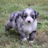 Bamboo Shrimp, a male Miniature Australian Shepherd for sale in Evant, TX – 3 of 7