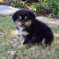 Bee, a female Miniature Australian Shepherd for sale in Evant, TX – 1 of 6