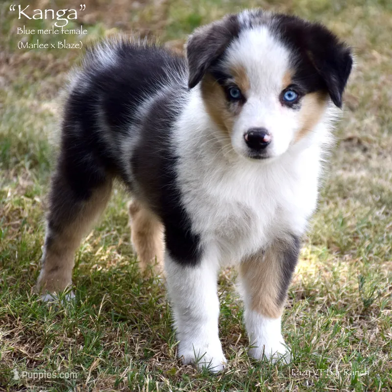 Kanga – Miniature Australian Shepherd puppy on hold in Evant, TX