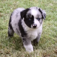 Fishy McFish, a male Miniature Australian Shepherd for sale in Evant, TX – 3 of 6