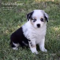 Luna Lollipop, a female Miniature Australian Shepherd for sale in Evant, TX – 3 of 6