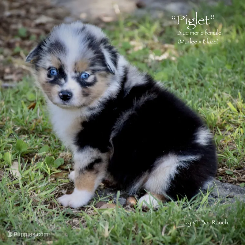 Piglet – Miniature Australian Shepherd puppy for sale in Evant, TX