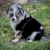Piglet, a female Miniature Australian Shepherd for sale in Evant, TX – 1 of 6