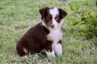 Bomb, a male Miniature Australian Shepherd for sale in Evant, TX – 4 of 9
