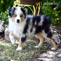 Latherby, a male Miniature Australian Shepherd for sale in Evant, TX – 4 of 6