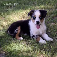 Galaxy Pie, a male Miniature Australian Shepherd for sale in Evant, TX – 1 of 10