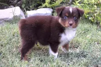 Rocket, a male Miniature Australian Shepherd for sale in Evant, TX – 4 of 10