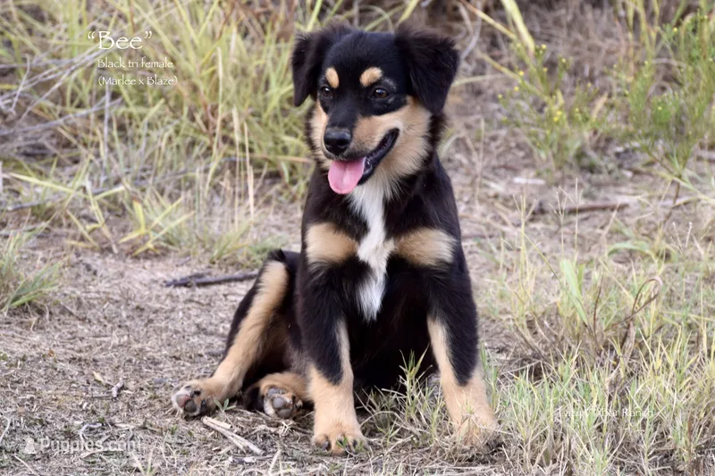 Bee – Miniature Australian Shepherd puppy for sale in Evant, TX