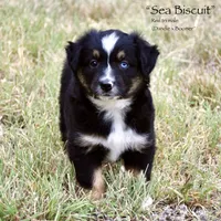 Sea Biscuit, a male Miniature Australian Shepherd for sale in Evant, TX – 2 of 5