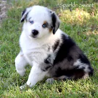 Sparkle Sweet, a female Miniature Australian Shepherd for sale in Evant, TX – 2 of 8
