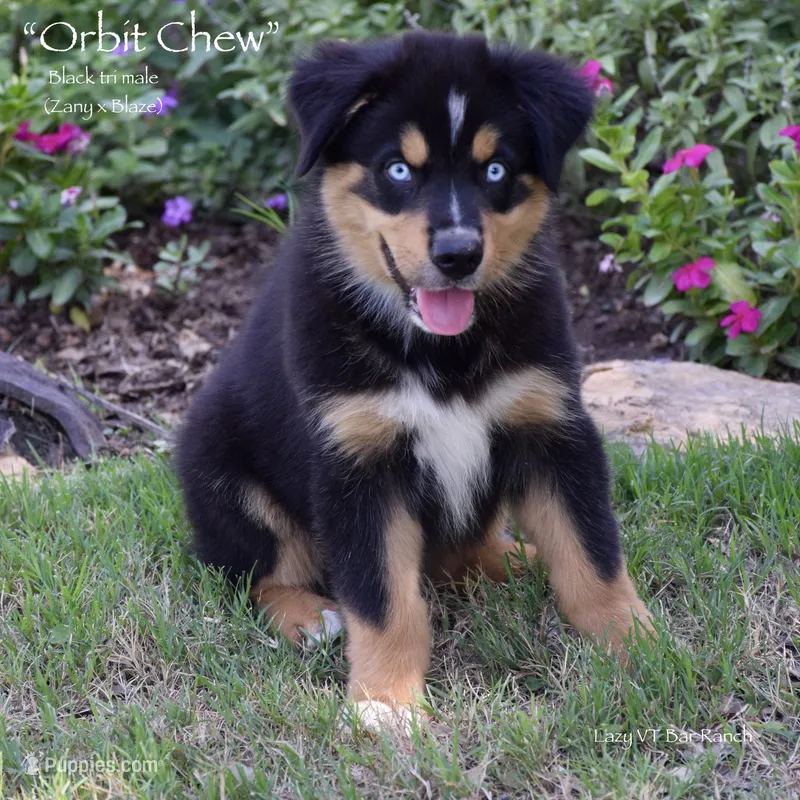 Orbit Chew – Miniature Australian Shepherd puppy for sale in Evant, TX