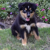 Orbit Chew, a male Miniature Australian Shepherd for sale in Evant, TX – 2 of 10