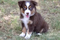 Firecracker, a female Miniature Australian Shepherd for sale in Evant, TX – 3 of 9