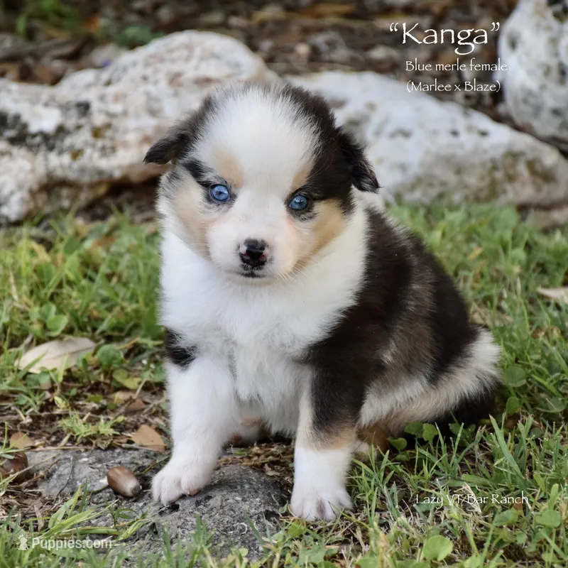 Kanga – Miniature Australian Shepherd puppy for sale in Evant, TX